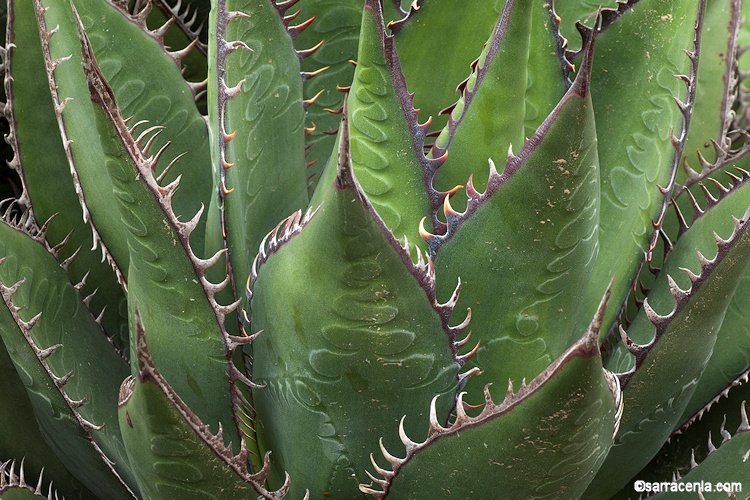 Image of coastal agave