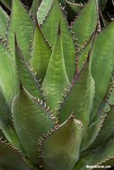 Image of coastal agave