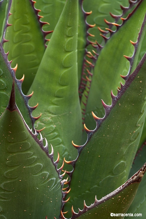 Image of coastal agave