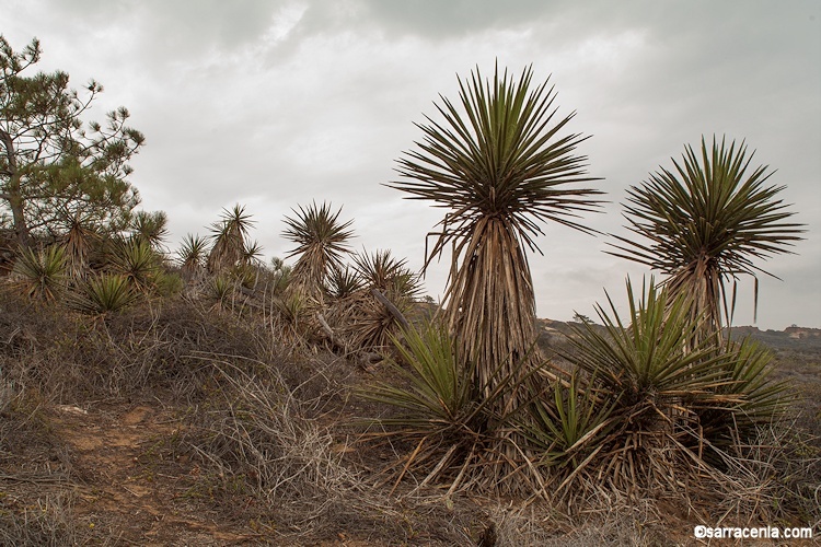 Image of Mojave yucca