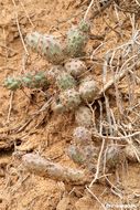 Image of coastal cholla