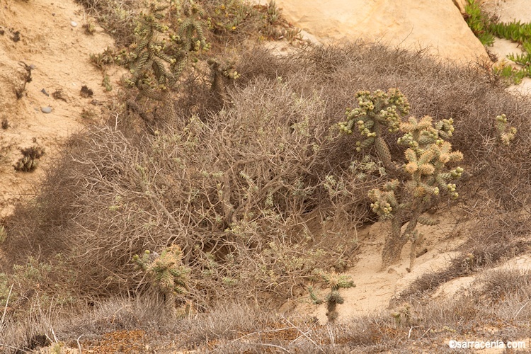 Image of coastal cholla