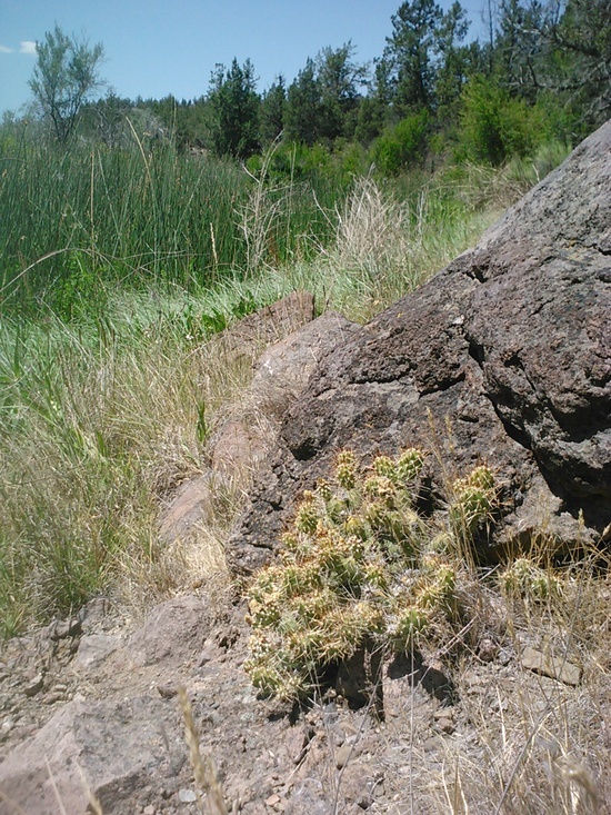 Opuntia fragilis (Nutt.) Haw. resmi