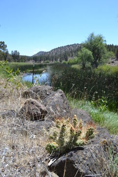 Image of Brittle Cactus