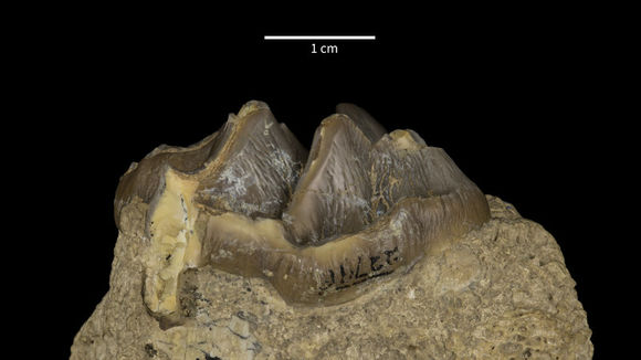 Image of Elomeryx