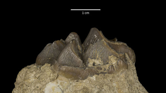 Image of Elomeryx