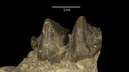 Elomeryx resmi