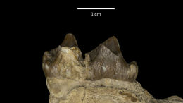 Image of Elomeryx