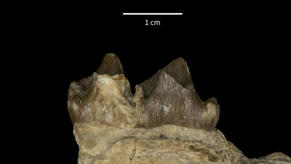 Elomeryx resmi