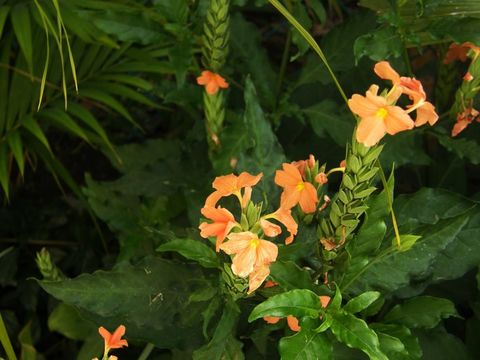 Image of Crossandra infundibuliformis (L.) Nees