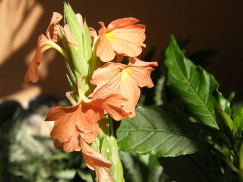 Imagem de Crossandra infundibuliformis (L.) Nees