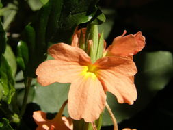 Image of Firecracker-flower