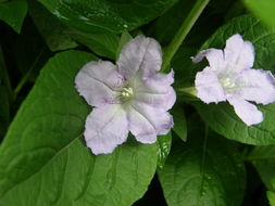 Image of limestone wild petunia