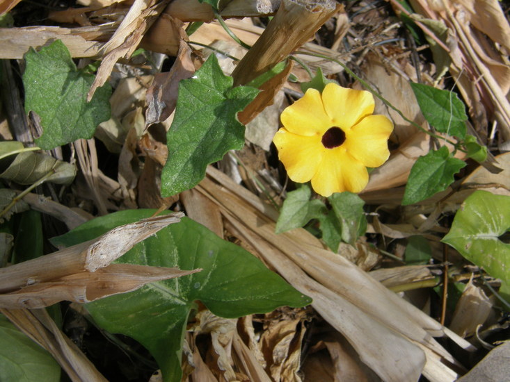 Image of blackeyed Susan vine