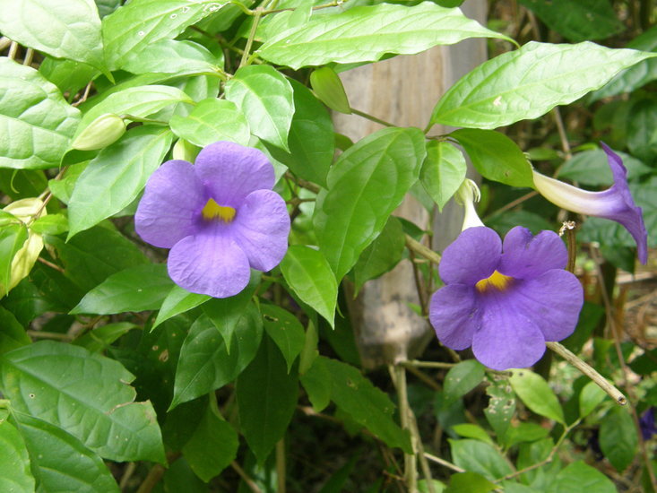 Image of Thunbergia battiscombei Turrill