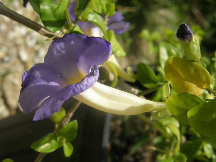 Image of Thunbergia battiscombei Turrill