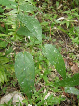 Imagem de Thunbergia fragrans Roxb.