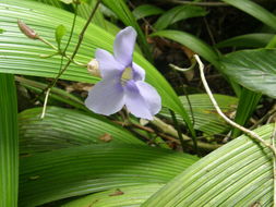 Image of Thunbergia lacei Gamble