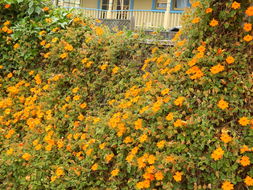 Image of Thunbergia gregorii S. Moore