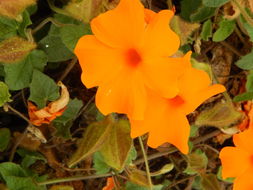 Image of Thunbergia gregorii S. Moore