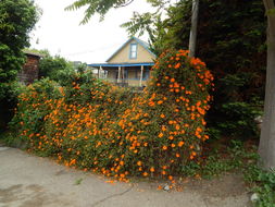 Image of Thunbergia gregorii S. Moore