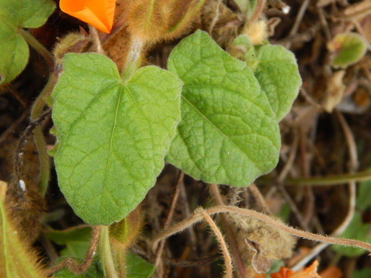 Image of Thunbergia gregorii S. Moore