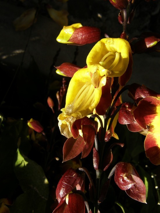 Image of Clock vine