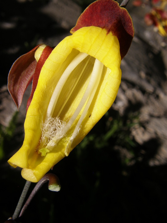 Image of Clock vine