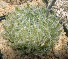 Haworthia decipiens var. virella M. B. Bayer resmi