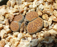 Imagem de Lithops verruculosa Nel