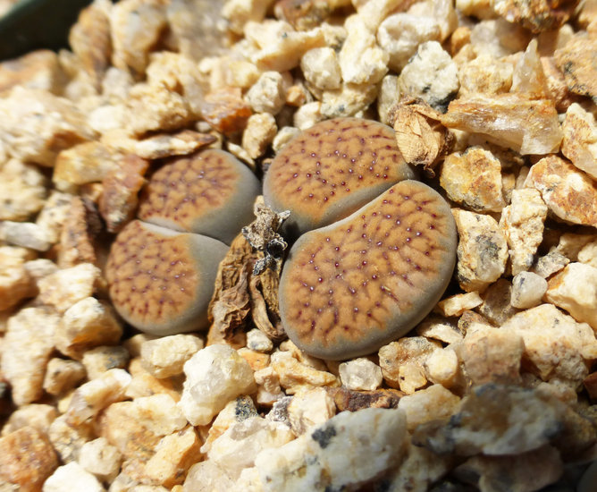 Image of Lithops verruculosa Nel