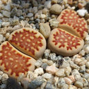 Image of <i>Lithops julii</i> ssp. <i>fulleri</i>