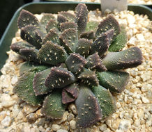 Image of <i>Aloinopsis setifera</i>