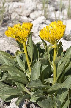 Image of desert yellowhead