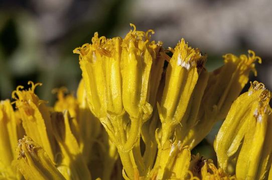 Image of desert yellowhead