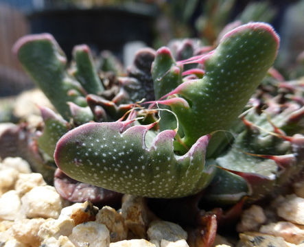 Image of Faucaria tigrina (Haw.) Schwant.