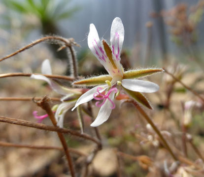 Imagem de Pelargonium alternans Wendl.