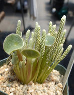 Image of Mountain Peperomia