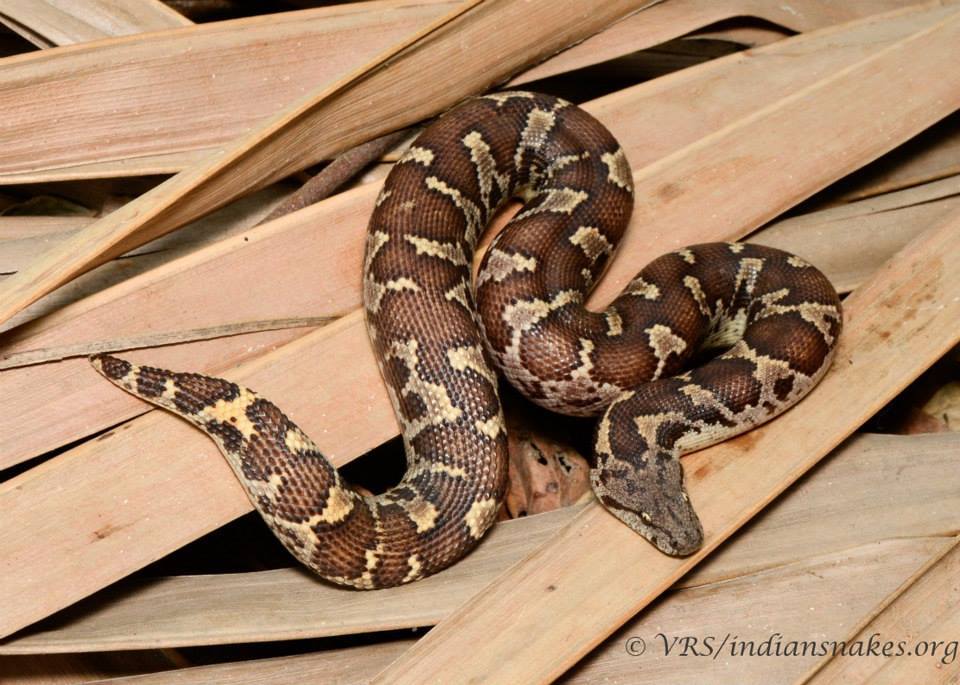 Image of Common Sand Boa