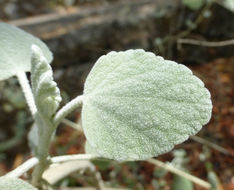 Image of slender bushmallow