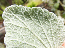 Image of slender bushmallow