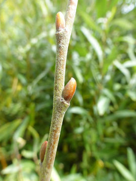 Image of Jepson's Willow