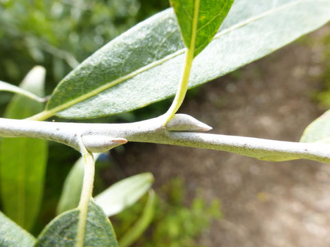 Image of Lemmon's willow