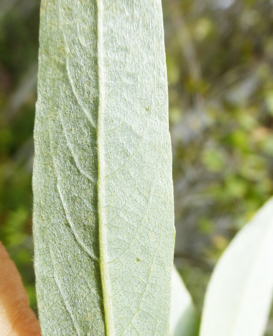 Salix lemmonii Bebb的圖片