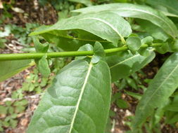 Imagem de Salix prolixa Anderss.