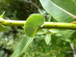 Imagem de Salix prolixa Anderss.