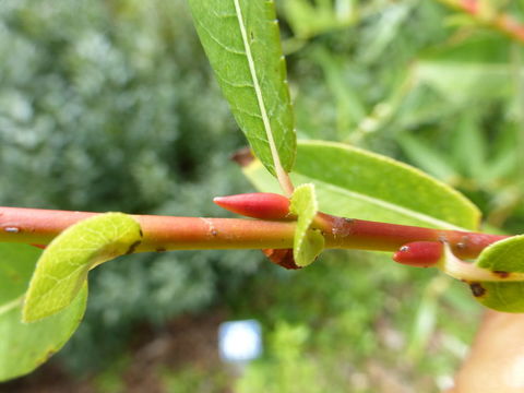 Imagem de Salix prolixa Anderss.