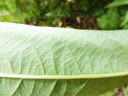 Imagem de Salix prolixa Anderss.