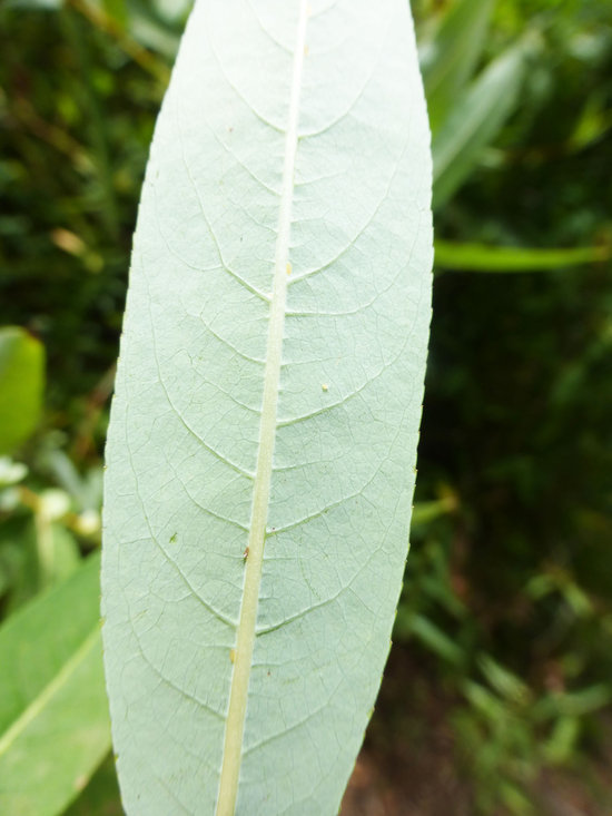 Imagem de Salix prolixa Anderss.