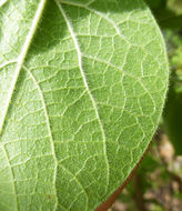 Image de Aristolochia californica Torr.